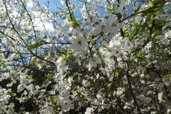 2023-04-04-SAC-RS-Rosinli-46