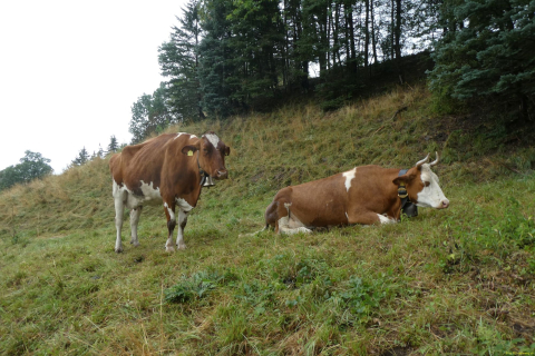 2023-08-28-SAC-RS-Broc-Gruyere-124