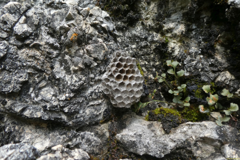 2023-08-30-SAC-RS-Geologieweg-060