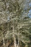 2023-03-28-SAC-RS-Vogelsang-06_bearbeitet-1