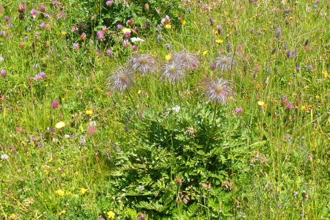 2023-07-11-SAC-RS-Jaegglischhor-035_bearbeitet-1