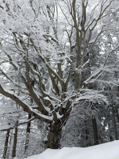 2024-01-09-SAC-Hundwilerhoehe-28