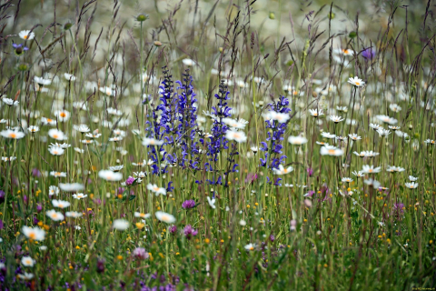2024-05-20-Seewis-Narzissen-und-Blumen-R6II3020_bearbeitet-1
