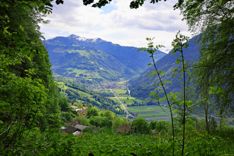 2024-05-20-Seewis-Narzissen-und-Blumen-R6II3024_bearbeitet-1