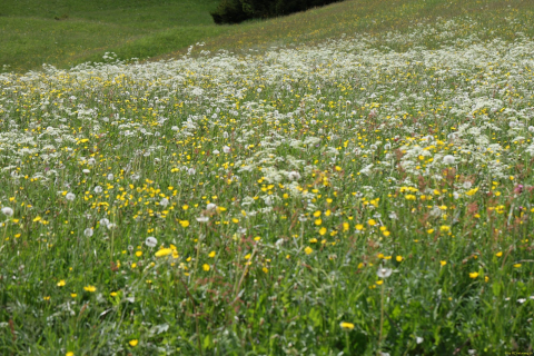 2024-05-20-Seewis-Narzissen-und-Blumen-R6II3144
