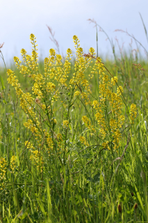 2024-05-20-Seewis-Narzissen-und-Blumen-R6II3150