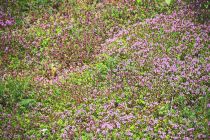 2024-05-20-Seewis-Narzissen-und-Blumen-R6II3019_bearbeitet-1
