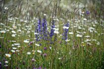2024-05-20-Seewis-Narzissen-und-Blumen-R6II3020_bearbeitet-1