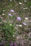 2024-05-20-Seewis-Narzissen-und-Blumen-R6II3021