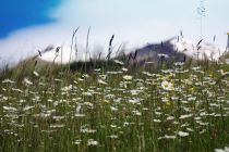 2024-05-20-Seewis-Narzissen-und-Blumen-R6II3022_bearbeitet-1