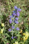 2024-05-20-Seewis-Narzissen-und-Blumen-R6II3023