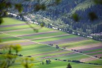 2024-05-20-Seewis-Narzissen-und-Blumen-R6II3029_bearbeitet-1