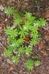 2024-05-20-Seewis-Narzissen-und-Blumen-R6II3030_bearbeitet-1
