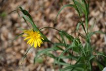 2024-05-20-Seewis-Narzissen-und-Blumen-R6II3033