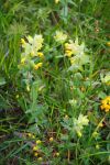 2024-05-20-Seewis-Narzissen-und-Blumen-R6II3040_bearbeitet-1