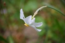 2024-05-20-Seewis-Narzissen-und-Blumen-R6II3048_bearbeitet-1