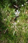 2024-05-20-Seewis-Narzissen-und-Blumen-R6II3066