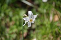 2024-05-20-Seewis-Narzissen-und-Blumen-R6II3067