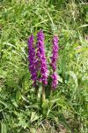 2024-05-20-Seewis-Narzissen-und-Blumen-R6II3071