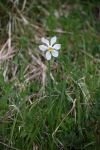 2024-05-20-Seewis-Narzissen-und-Blumen-R6II3072