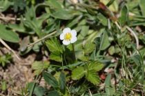 2024-05-20-Seewis-Narzissen-und-Blumen-R6II3076