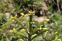 2024-05-20-Seewis-Narzissen-und-Blumen-R6II3078