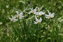 2024-05-20-Seewis-Narzissen-und-Blumen-R6II3083