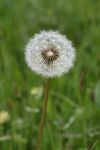 2024-05-20-Seewis-Narzissen-und-Blumen-R6II3088