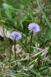 2024-05-20-Seewis-Narzissen-und-Blumen-R6II3094