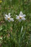 2024-05-20-Seewis-Narzissen-und-Blumen-R6II3097