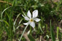2024-05-20-Seewis-Narzissen-und-Blumen-R6II3102