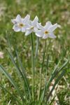 2024-05-20-Seewis-Narzissen-und-Blumen-R6II3109