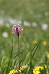 2024-05-20-Seewis-Narzissen-und-Blumen-R6II3116