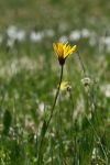 2024-05-20-Seewis-Narzissen-und-Blumen-R6II3118