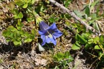 2024-05-20-Seewis-Narzissen-und-Blumen-R6II3120