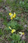 2024-05-20-Seewis-Narzissen-und-Blumen-R6II3122