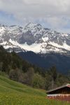 2024-05-20-Seewis-Narzissen-und-Blumen-R6II3129