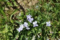 2024-05-20-Seewis-Narzissen-und-Blumen-R6II3130