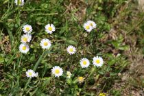 2024-05-20-Seewis-Narzissen-und-Blumen-R6II3131
