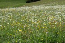 2024-05-20-Seewis-Narzissen-und-Blumen-R6II3144