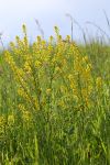 2024-05-20-Seewis-Narzissen-und-Blumen-R6II3150