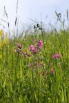 2024-05-20-Seewis-Narzissen-und-Blumen-R6II3151