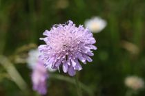 2024-05-20-Seewis-Narzissen-und-Blumen-R6II3152