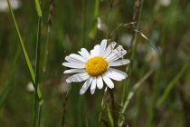 2024-05-20-Seewis-Narzissen-und-Blumen-R6II3154