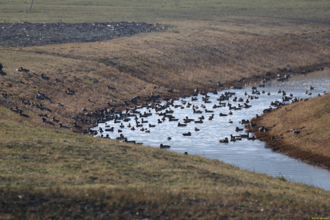 2024-01-16-SAC-Gaissauer-Riet-R6II0988