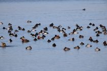 2024-01-16-SAC-Gaissauer-Riet-R6II0977
