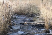 2024-01-16-SAC-Gaissauer-Riet-R6II0979