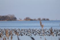 2024-01-16-SAC-Gaissauer-Riet-R6II0984