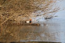 2024-01-16-SAC-Gaissauer-Riet-R6II0987
