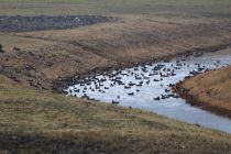 2024-01-16-SAC-Gaissauer-Riet-R6II0988
